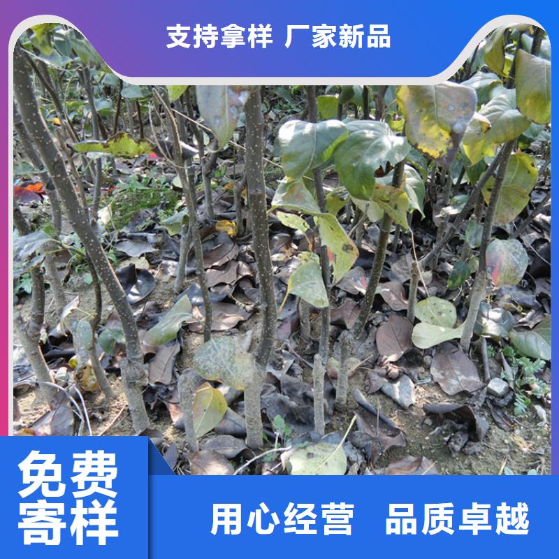 梨树桃树苗库存量大