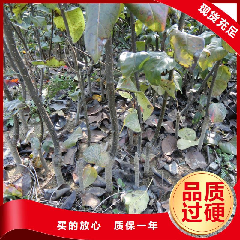 梨树草莓苗助您降低采购成本