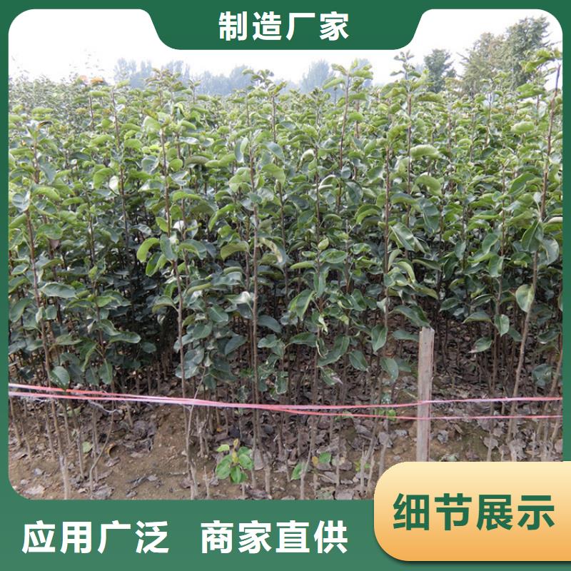 梨树-梨树苗多年厂家可靠