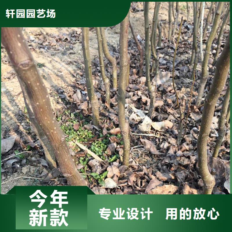 梨树苹果苗畅销当地