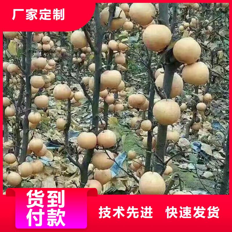 梨树【杏树苗】多年厂家可靠