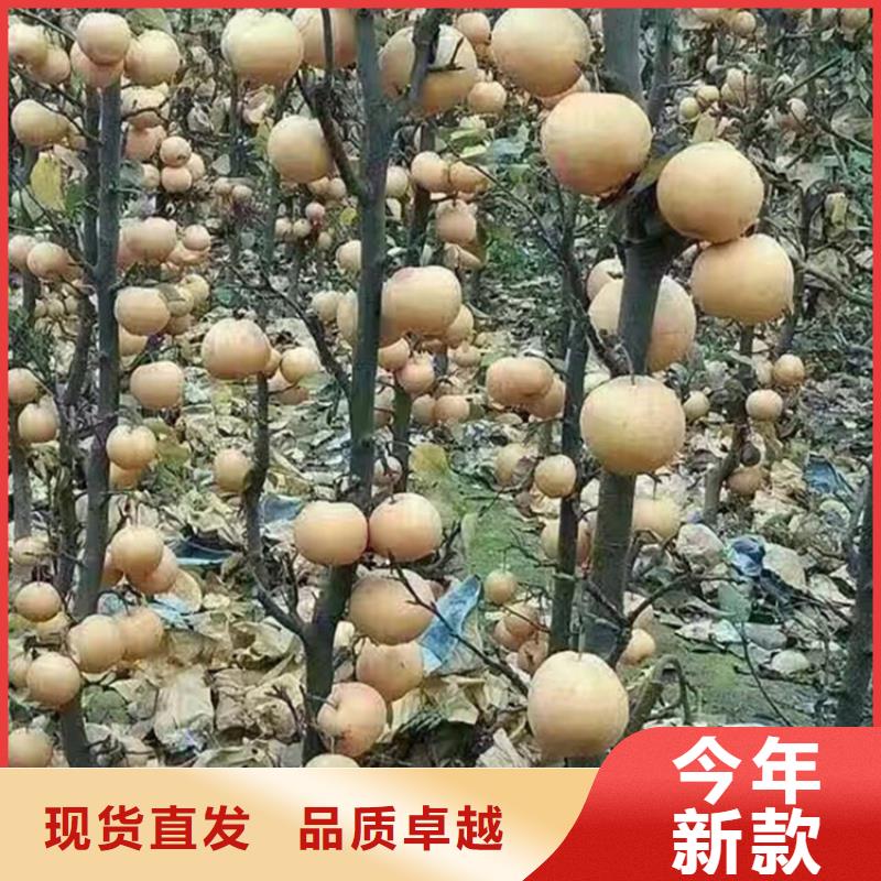 梨树桃树苗库存量大