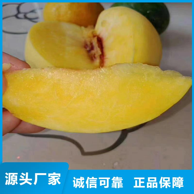 桃-樱桃苗让客户买的放心