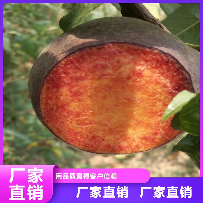 桃,石榴树实力厂商