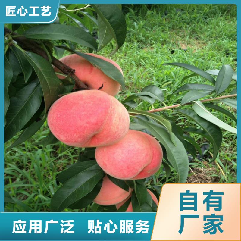 桃西瓜番石榴苗工艺精细质保长久