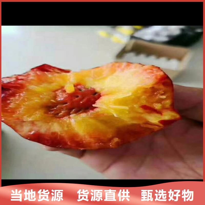 桃-苹果苗实力厂家