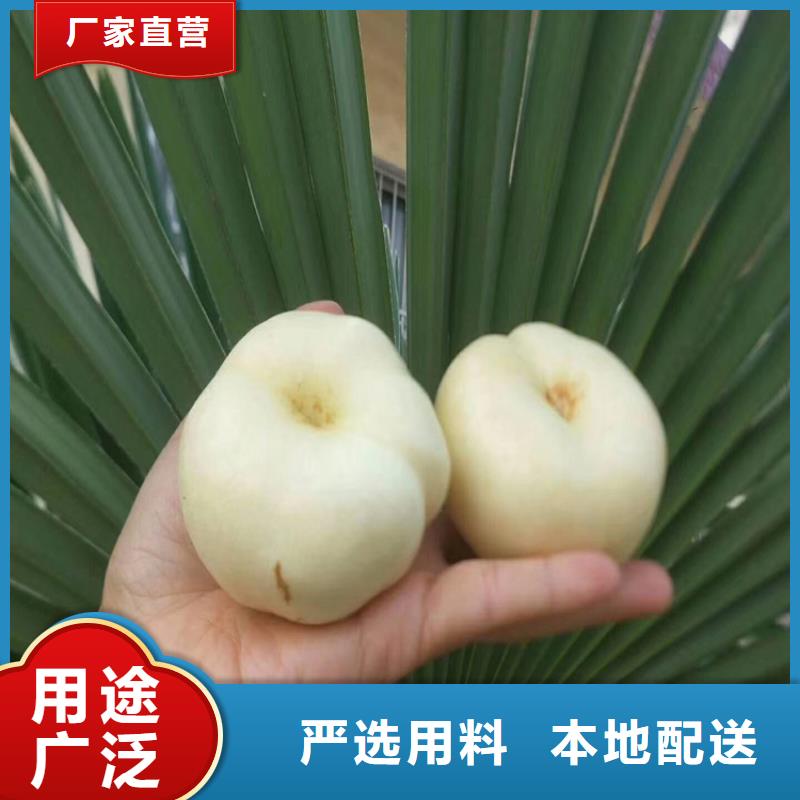 桃,苹果苗真正让利给买家