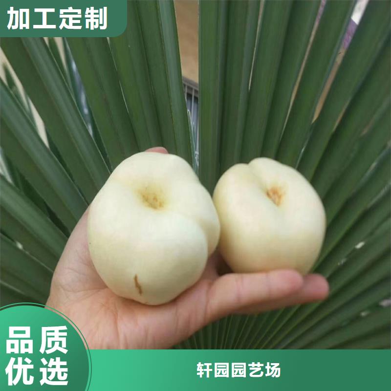 桃蓝莓苗送货上门