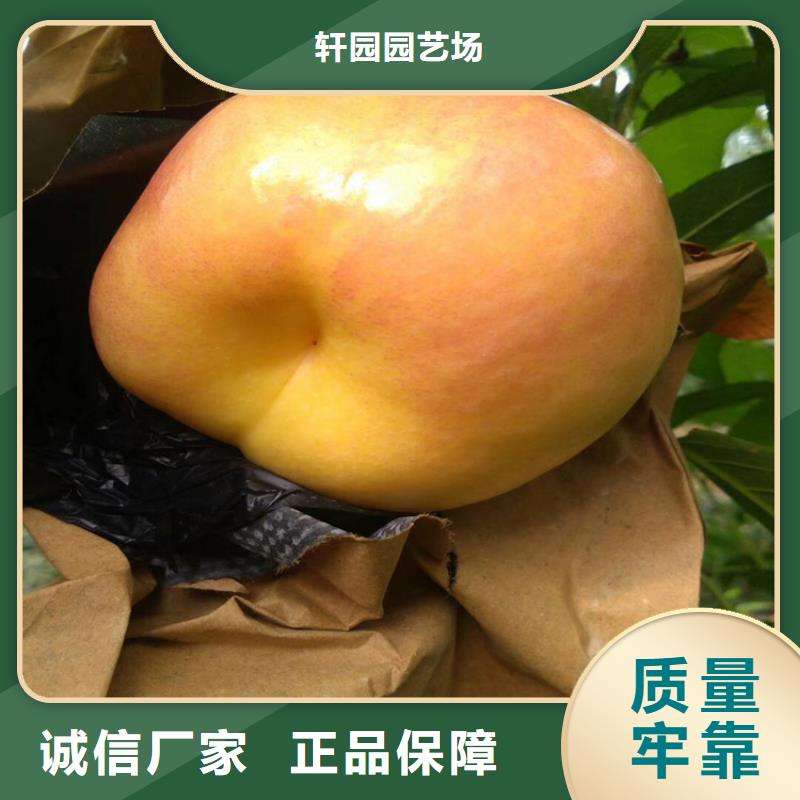 【桃】板栗苗来电咨询