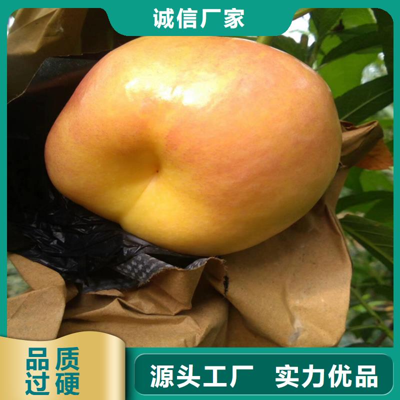 桃【李子苗】品质服务