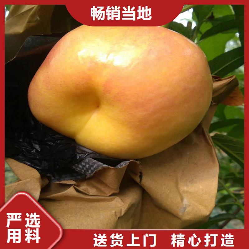 桃【蓝莓苗】厂家质量过硬