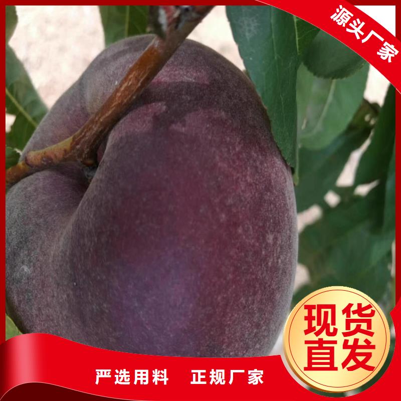 桃,蓝莓苗直销厂家