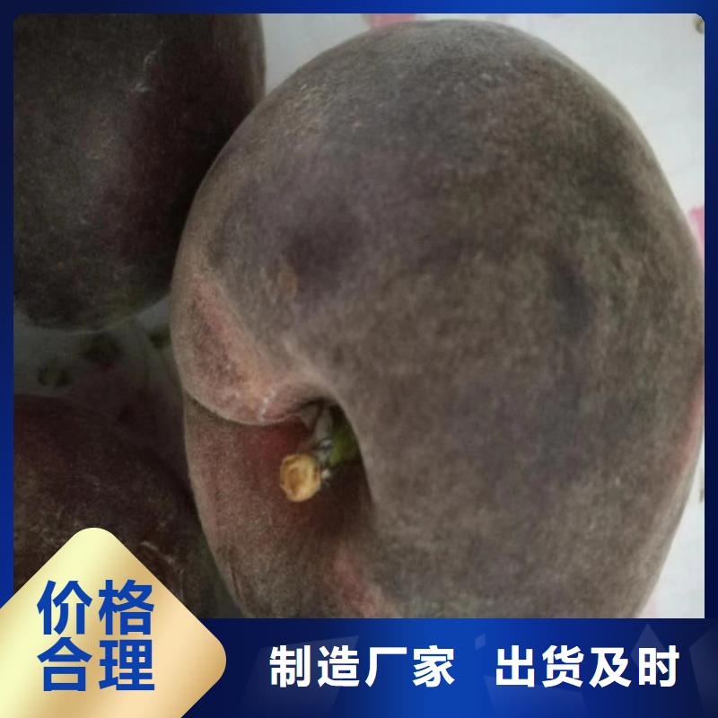 桃苹果苗适用范围广