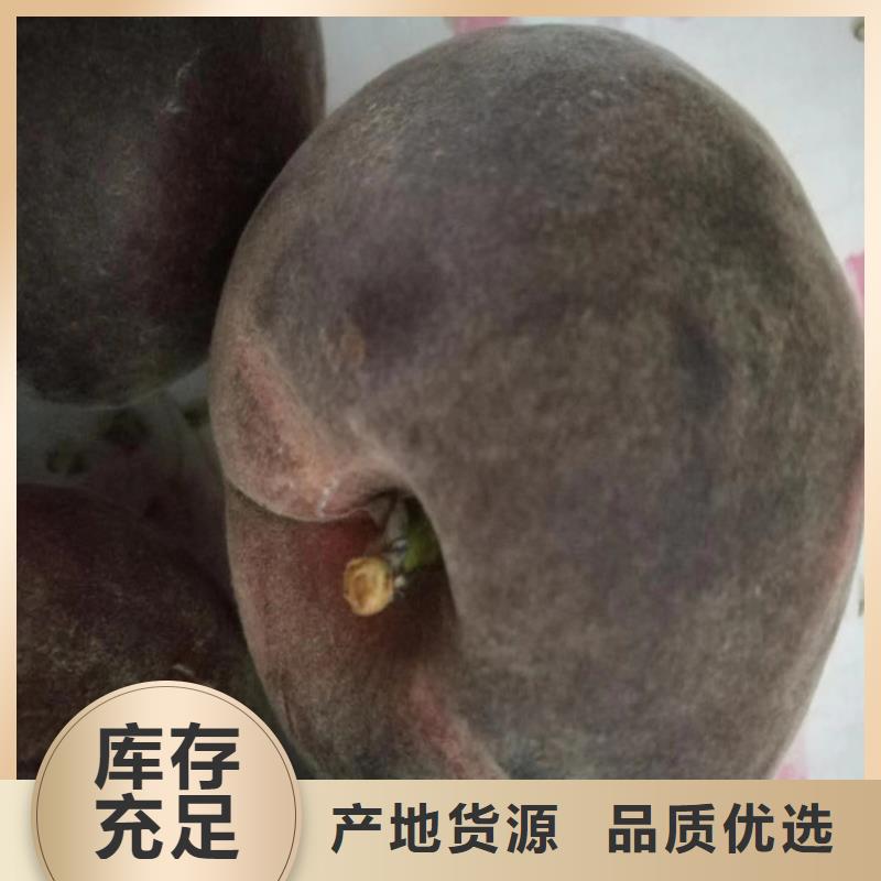 桃,苹果苗真正让利给买家