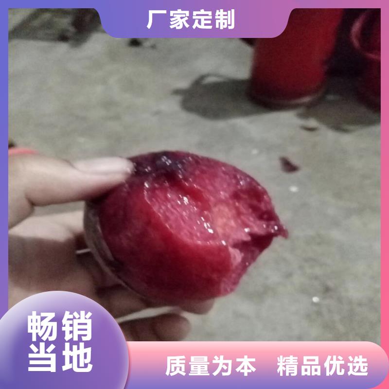 【桃黄瓜苗长期供应】