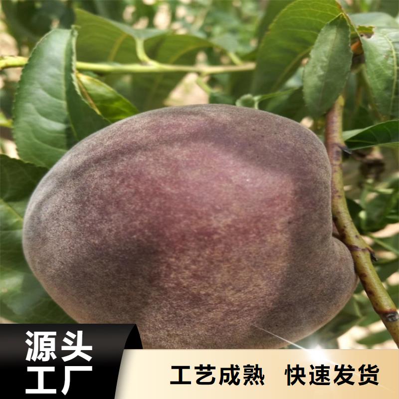 桃-苹果苗实力厂家