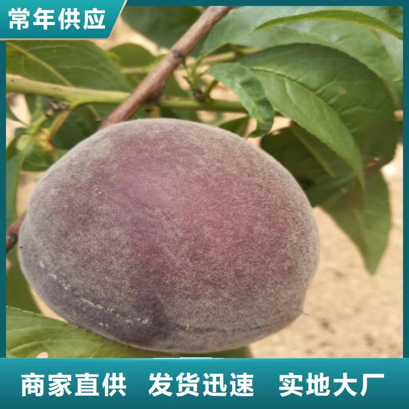 桃樱桃苗厂家直销省心省钱