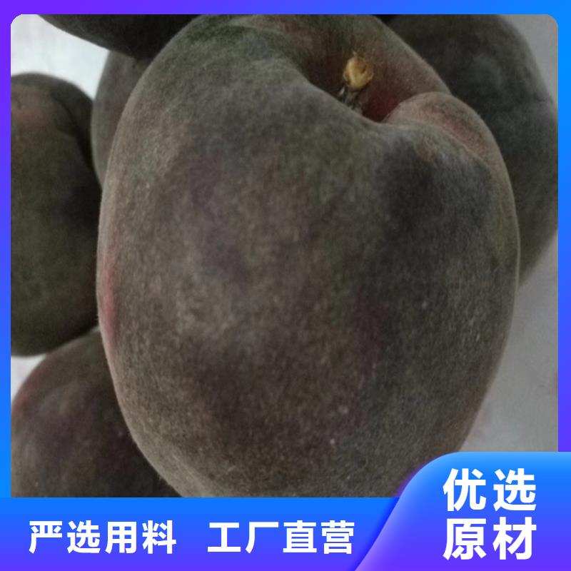 桃红颜草莓自有厂家