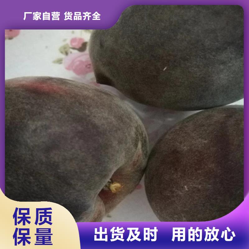 桃北美冬青工艺层层把关