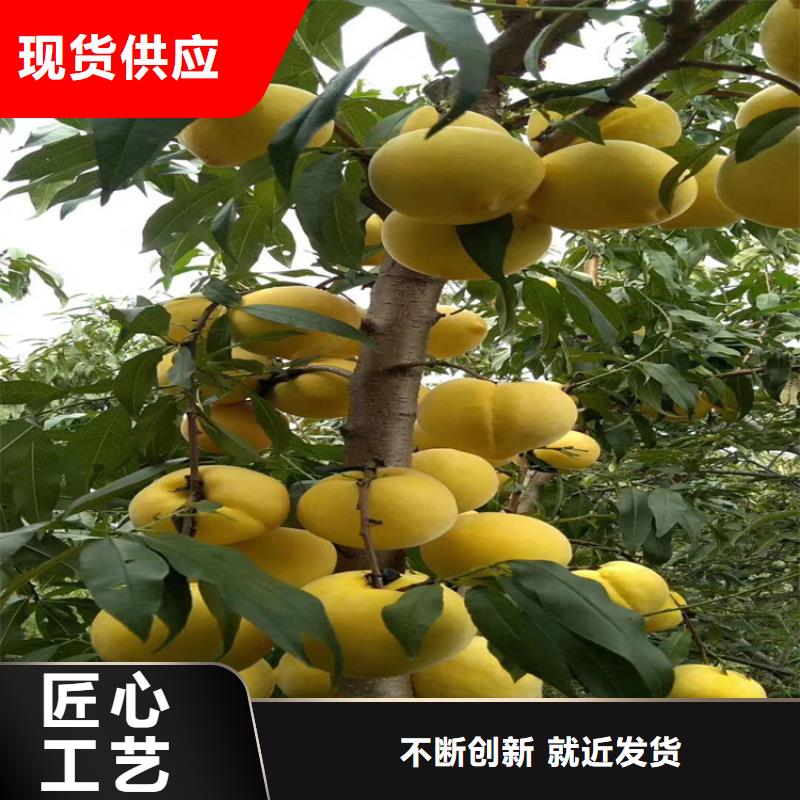 桃西瓜番石榴苗工艺精细质保长久