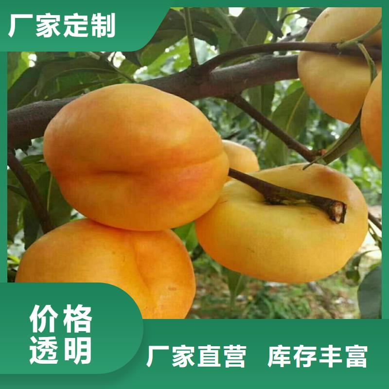 桃【蓝莓苗】厂家质量过硬