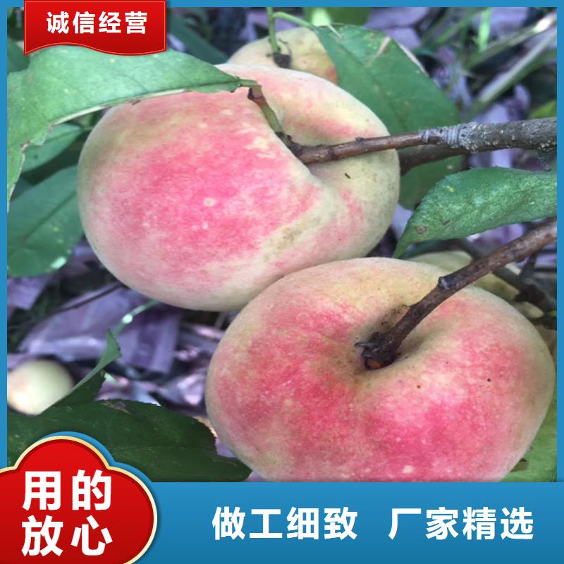桃蓝莓苗检验发货