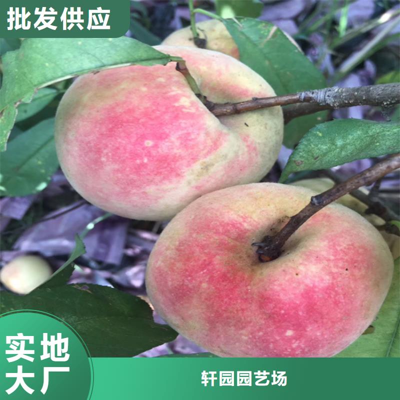 桃石榴苗大量现货