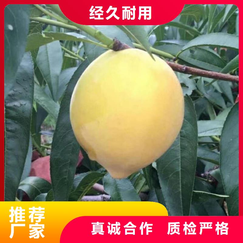 【桃】板栗苗来电咨询