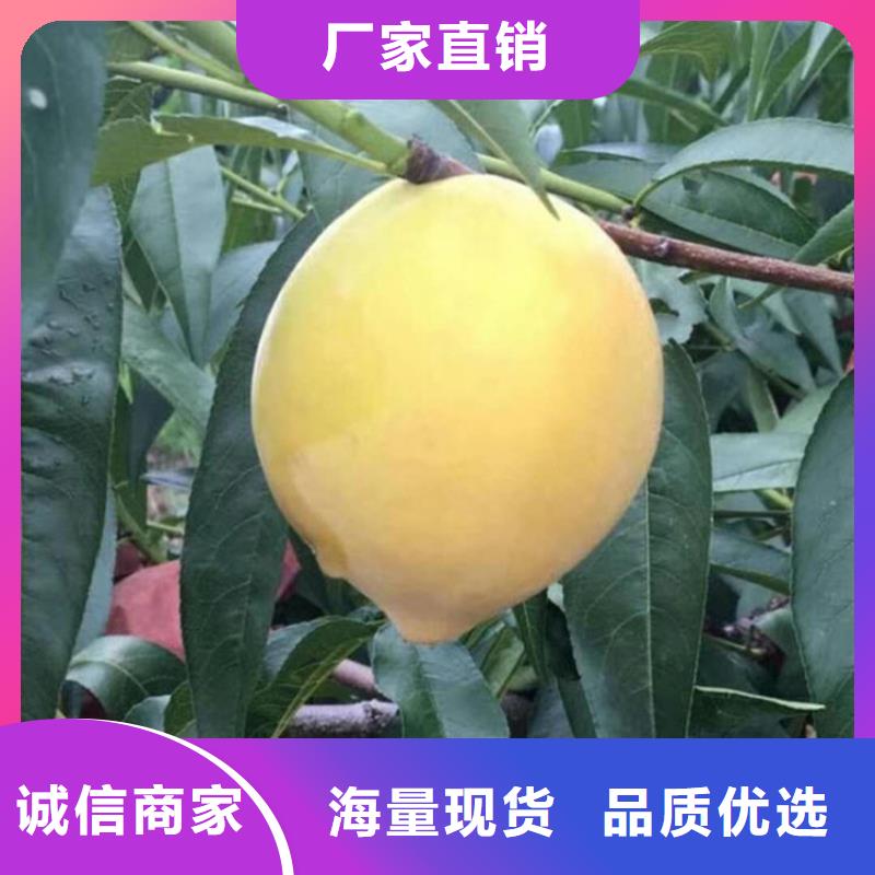 桃,李树苗专注生产N年