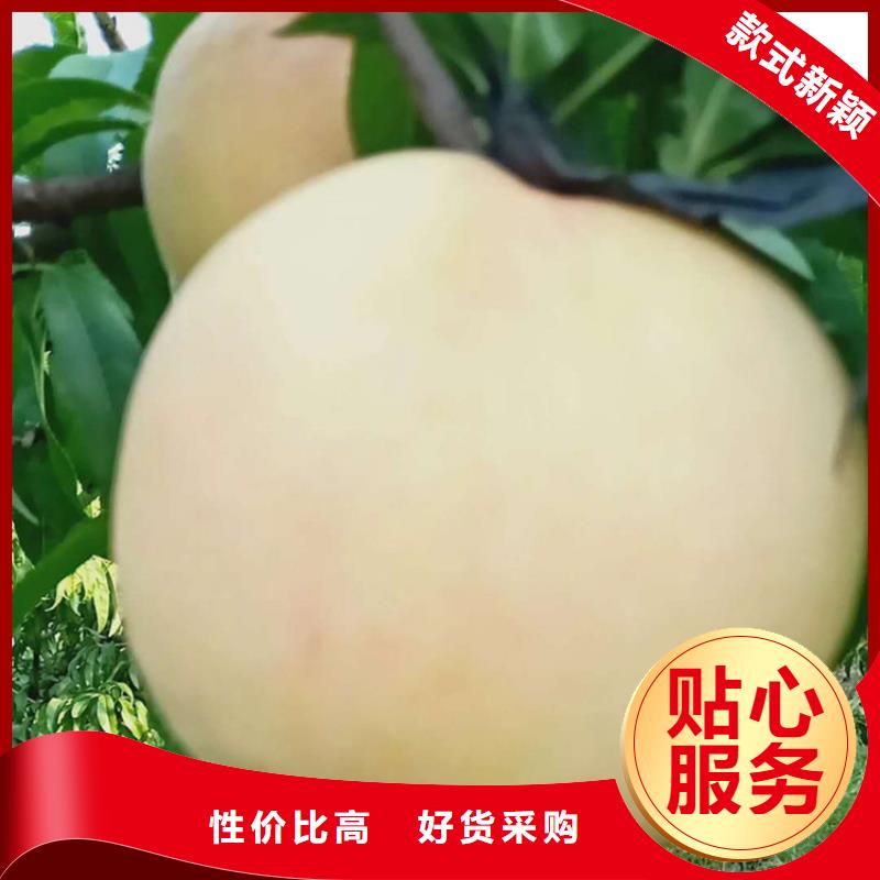 【桃】樱桃苗诚信为本