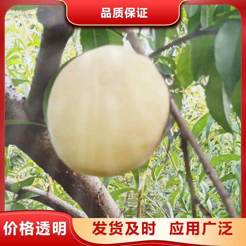 【桃】樱桃苗诚信为本