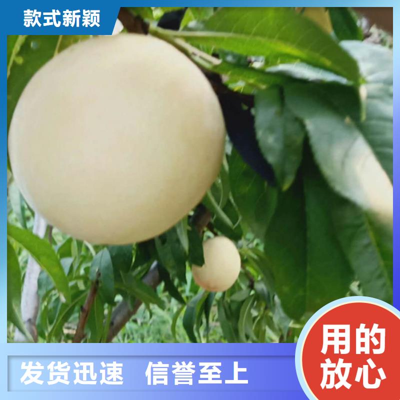 桃石榴树苗支持非标定制