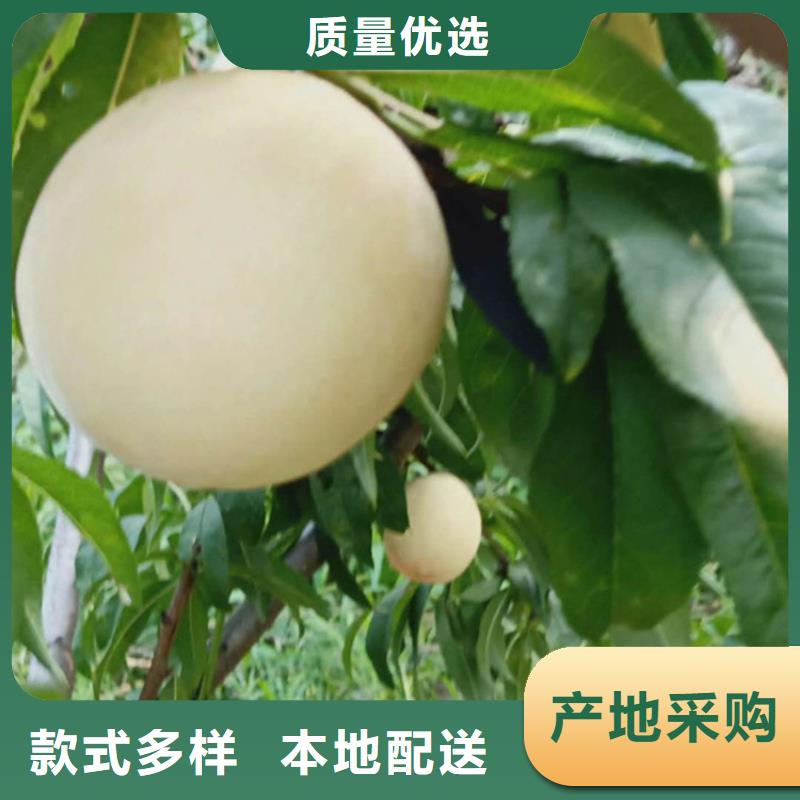 桃-【北美冬青】N年大品牌