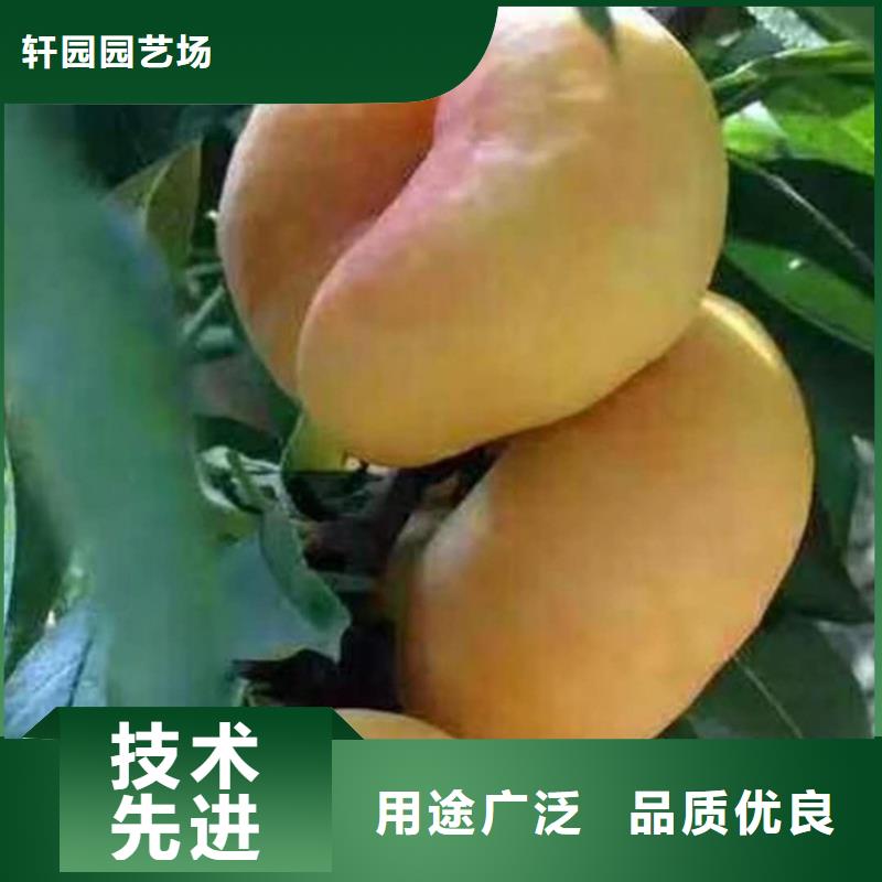 桃,石榴树实力厂商