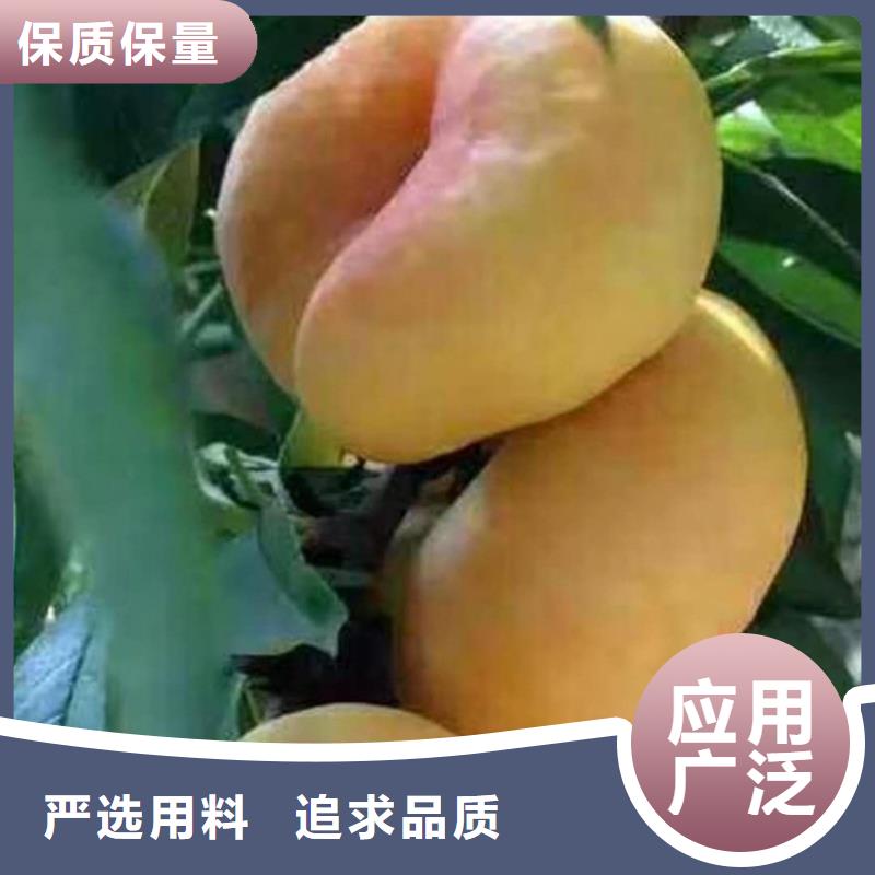 桃【蓝莓苗】厂家质量过硬