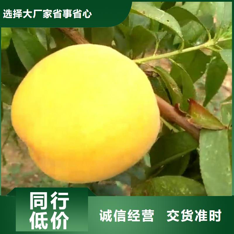 桃石榴苗大量现货