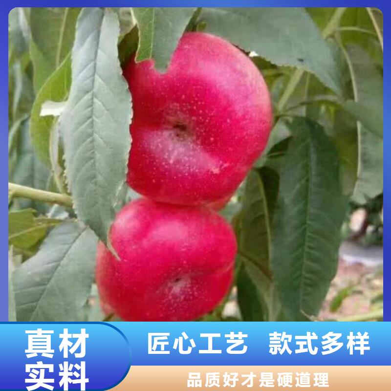 桃【蓝莓苗】厂家质量过硬