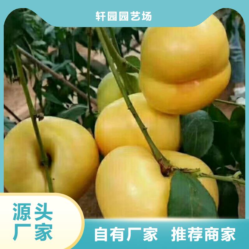 桃石榴苗大量现货