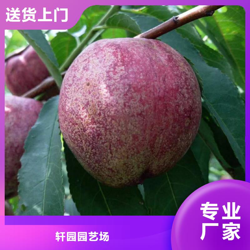 桃樱桃苗一周内发货