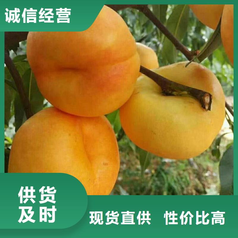 桃,苹果苗真正让利给买家