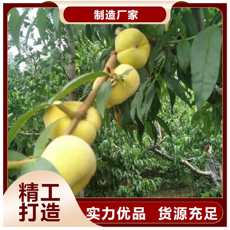 桃樱桃苗厂家直销省心省钱