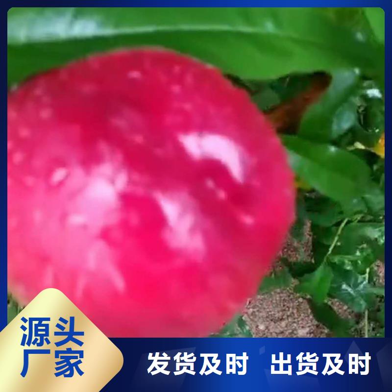 桃3公分石榴苗厂家直销大量现货