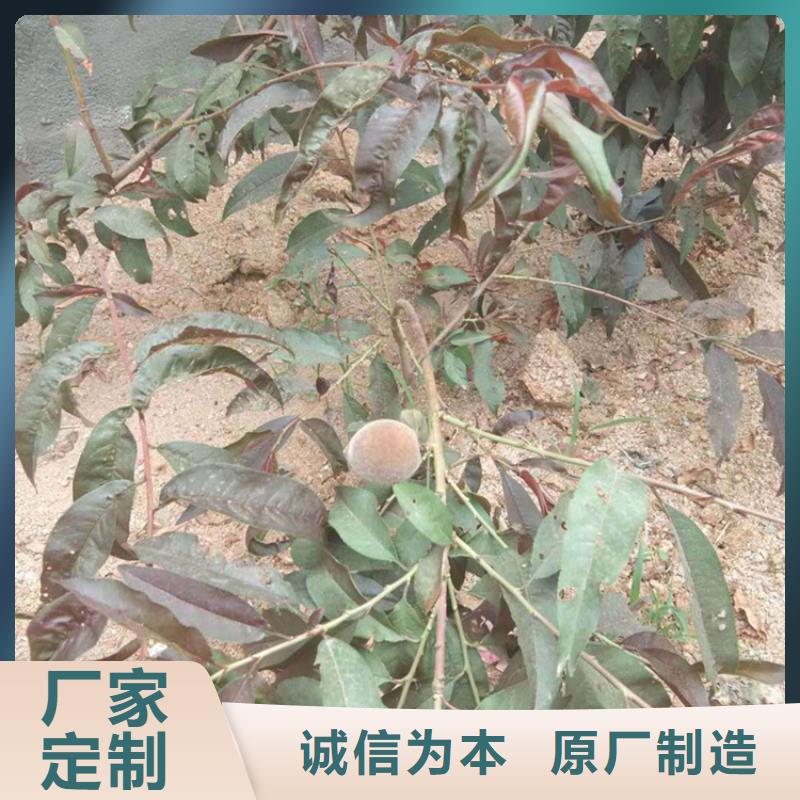桃3公分石榴苗库存丰富