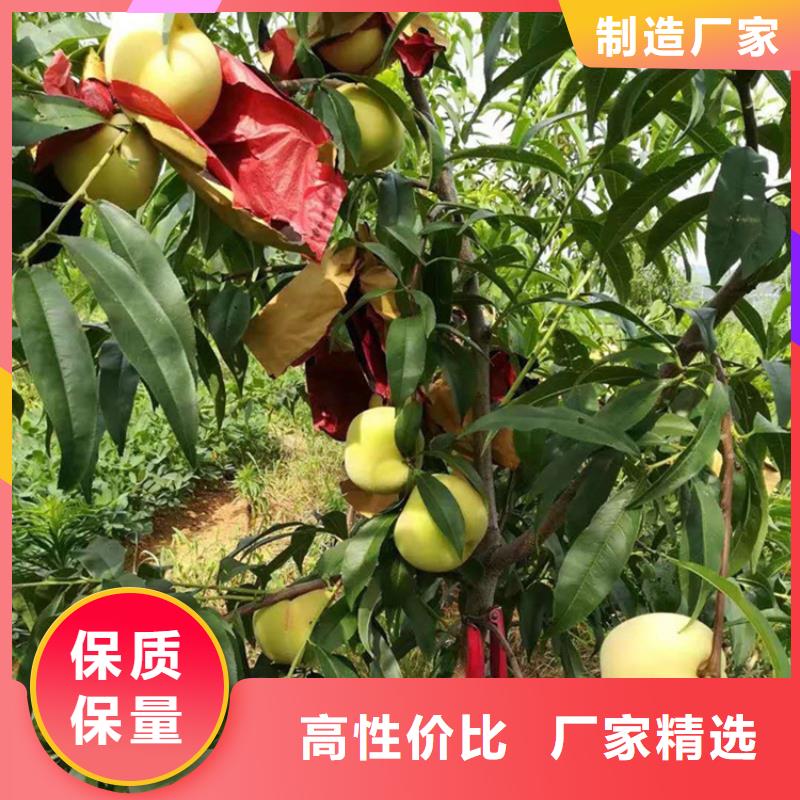 【桃】板栗苗来电咨询