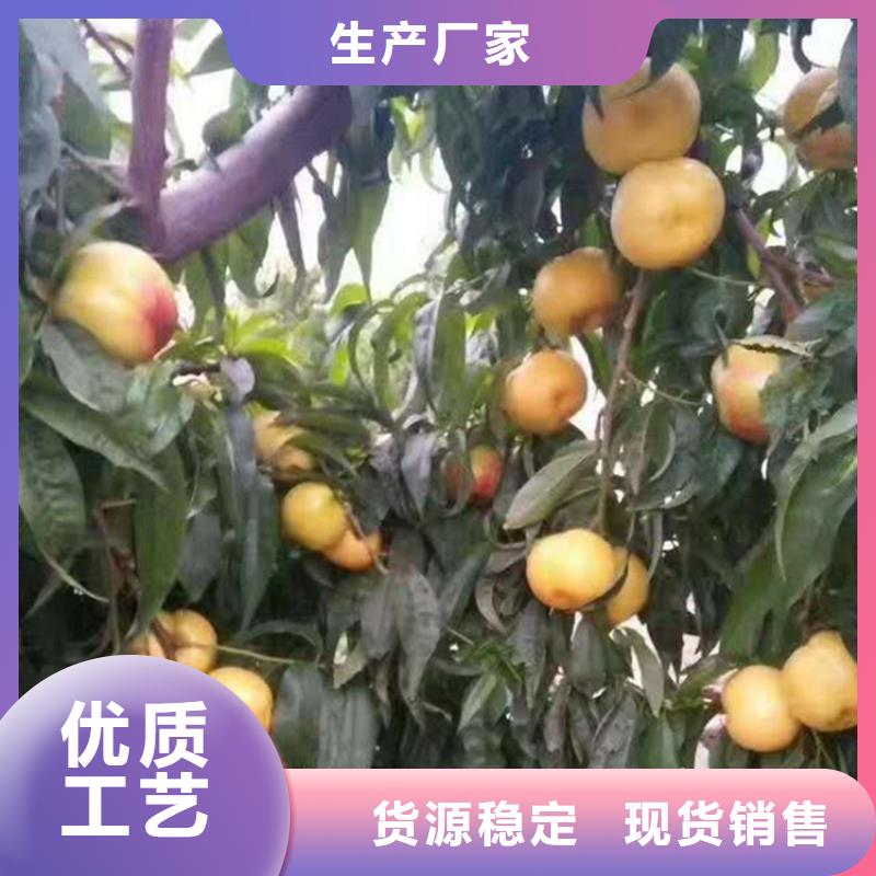桃石榴苗大量现货