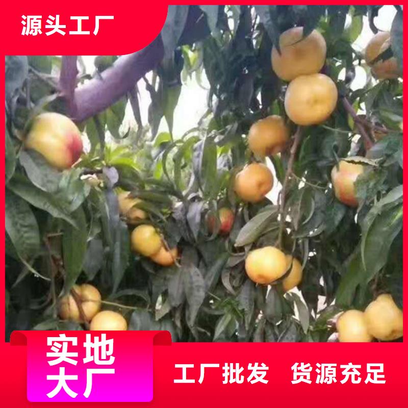 桃-李子苗来电咨询