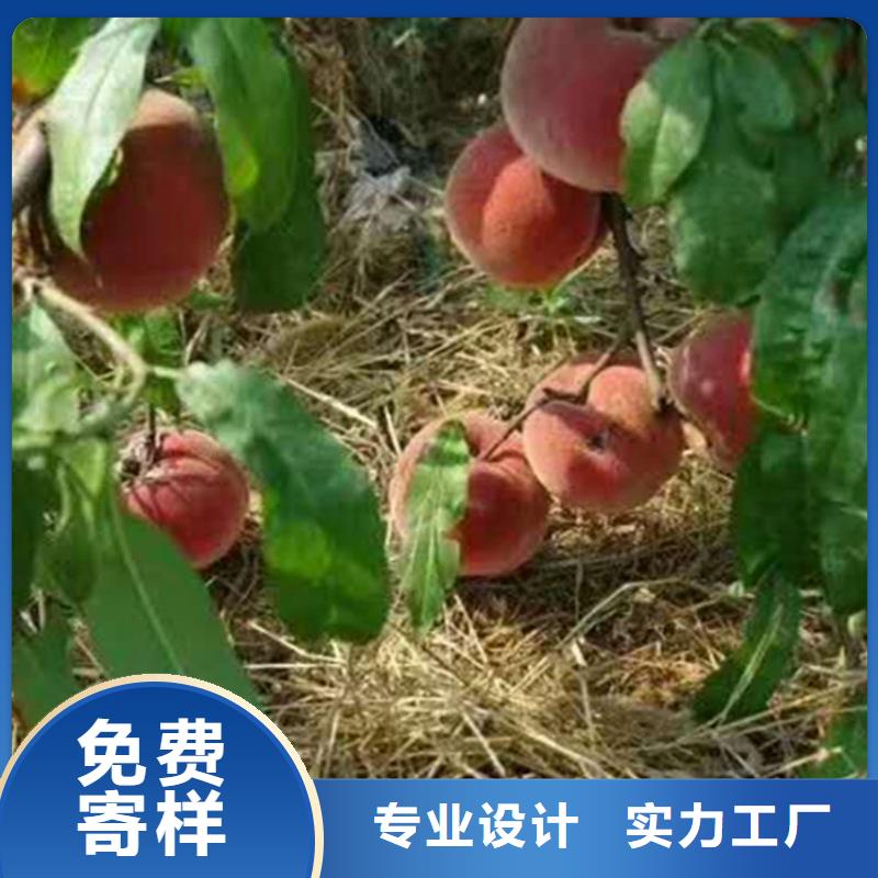 桃西瓜番石榴苗工艺精细质保长久