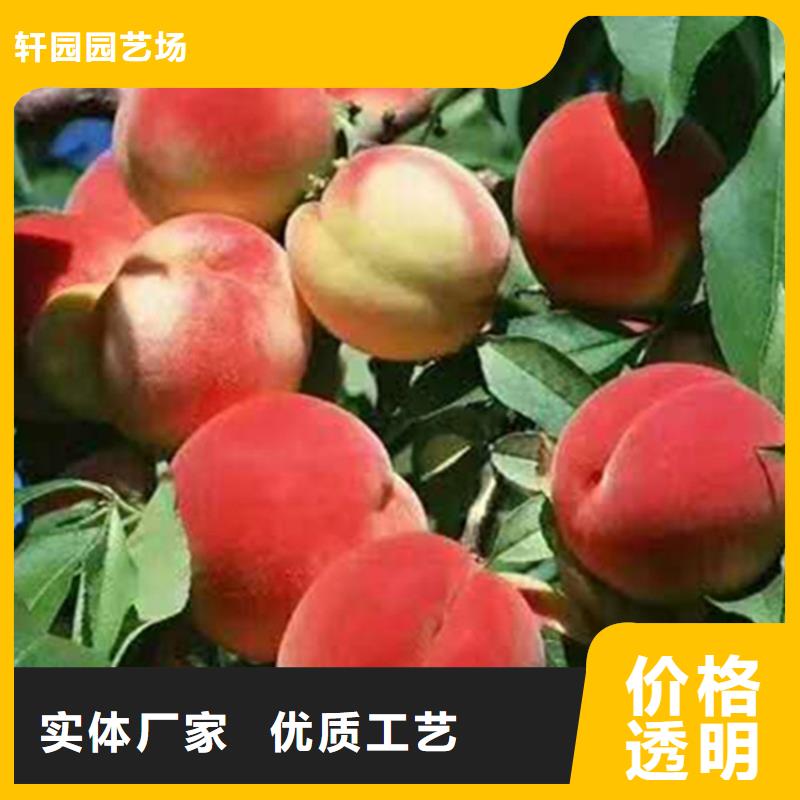 桃桃树苗对质量负责