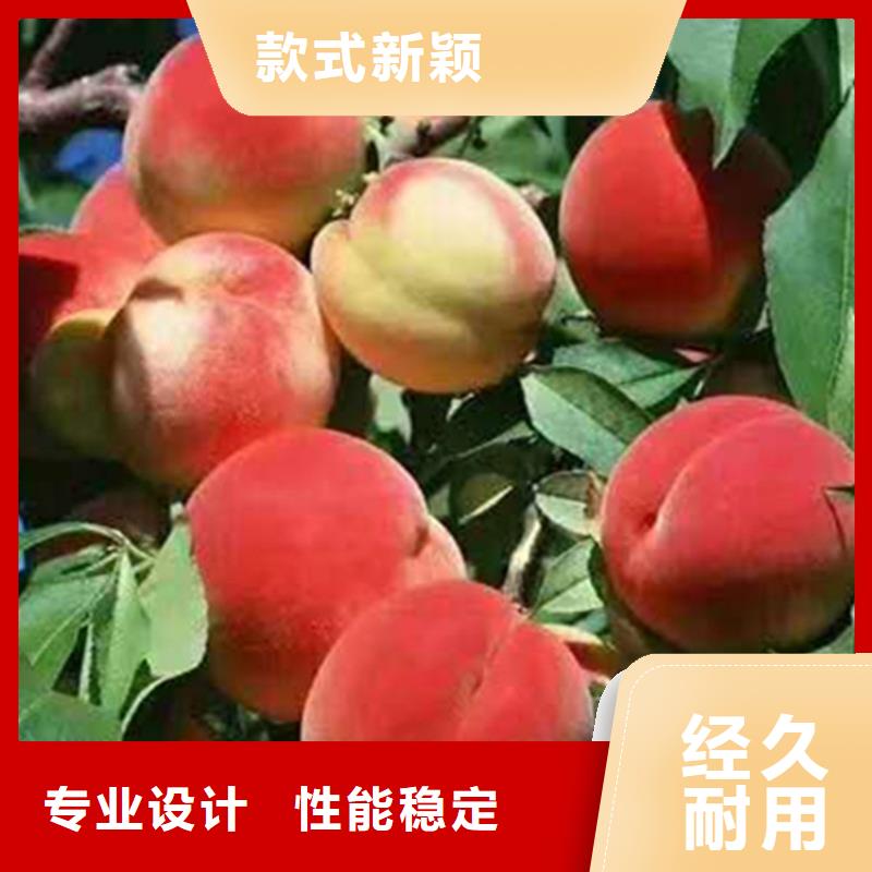 桃【蓝莓苗】厂家质量过硬