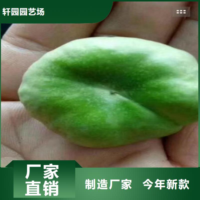 【桃】,桃树苗厂家直销省心省钱